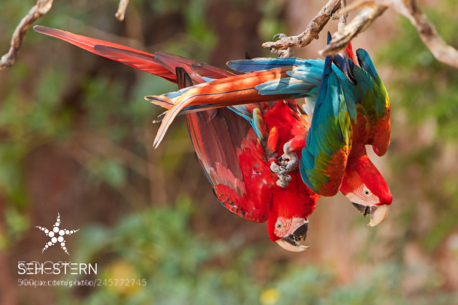 Canon EOS 7D Mark II sample photo. The beautiful red and photography