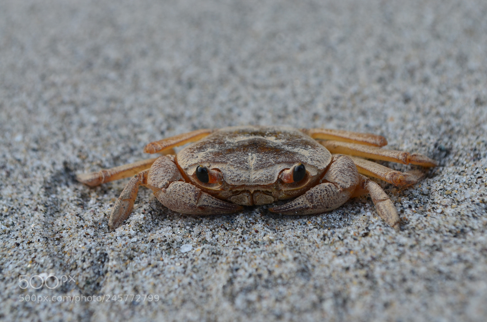 Nikon D5100 sample photo. Crab photography