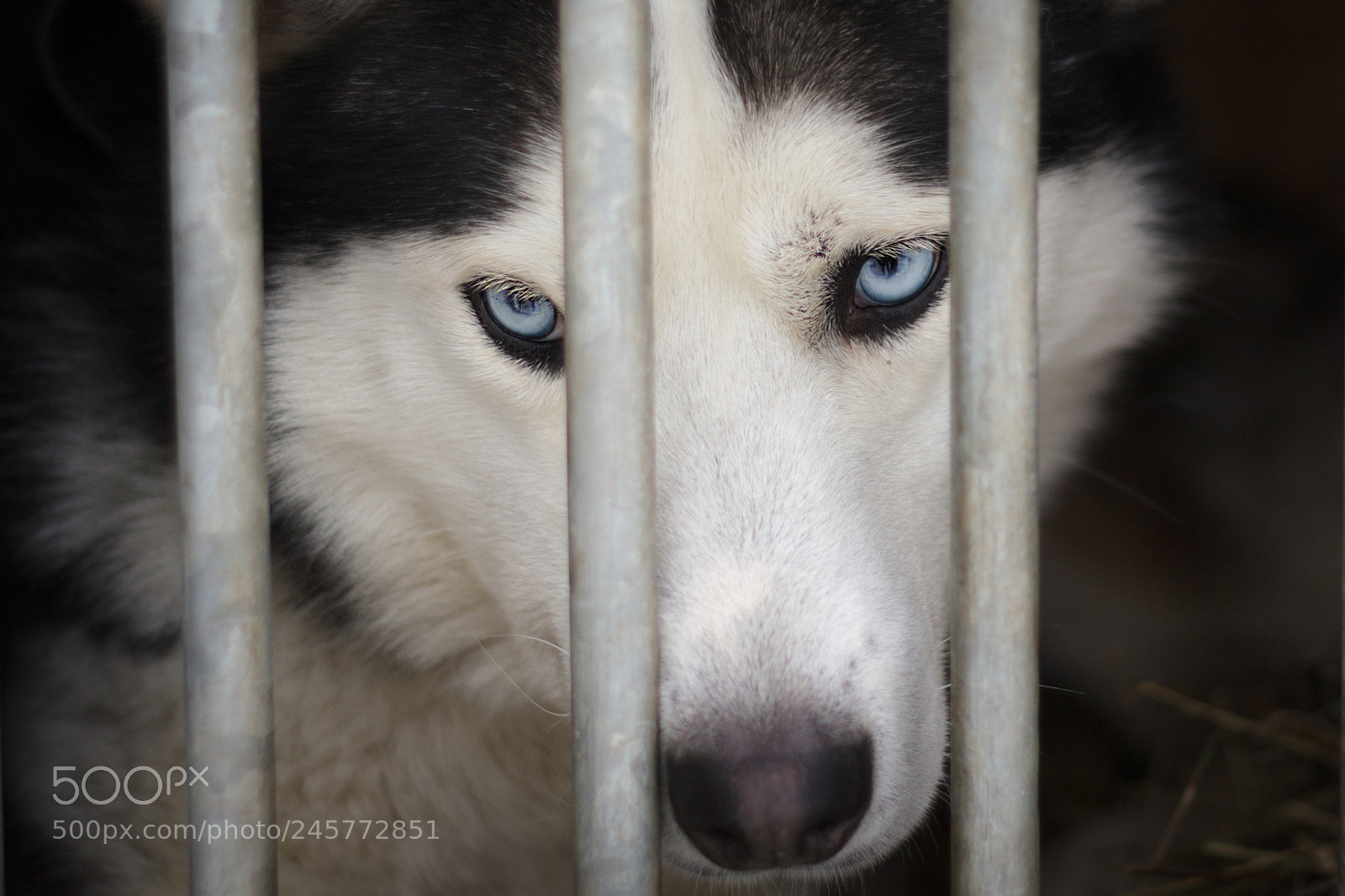Canon EOS 50D sample photo. Prisoners photography