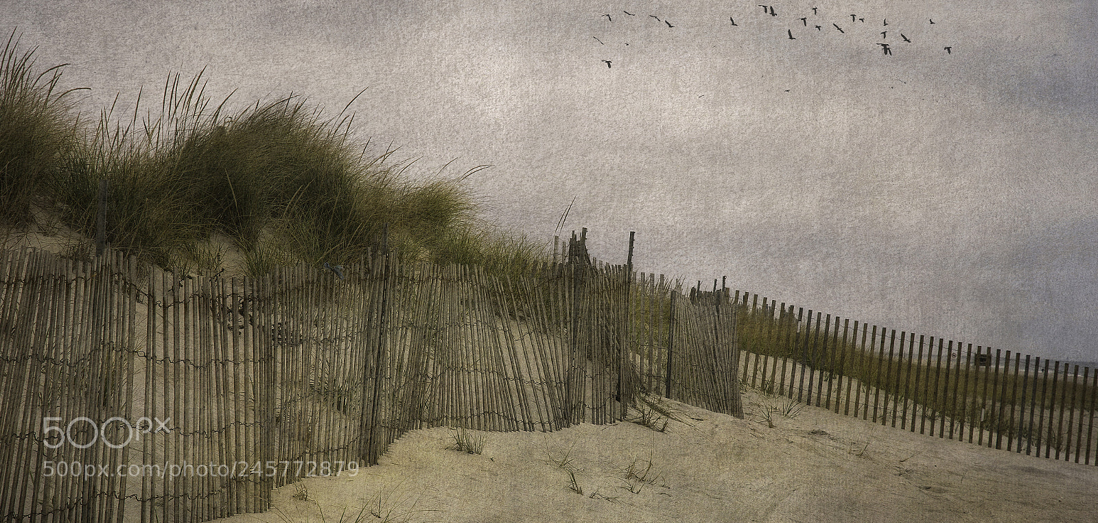 Nikon D500 sample photo. Dune at fire island photography