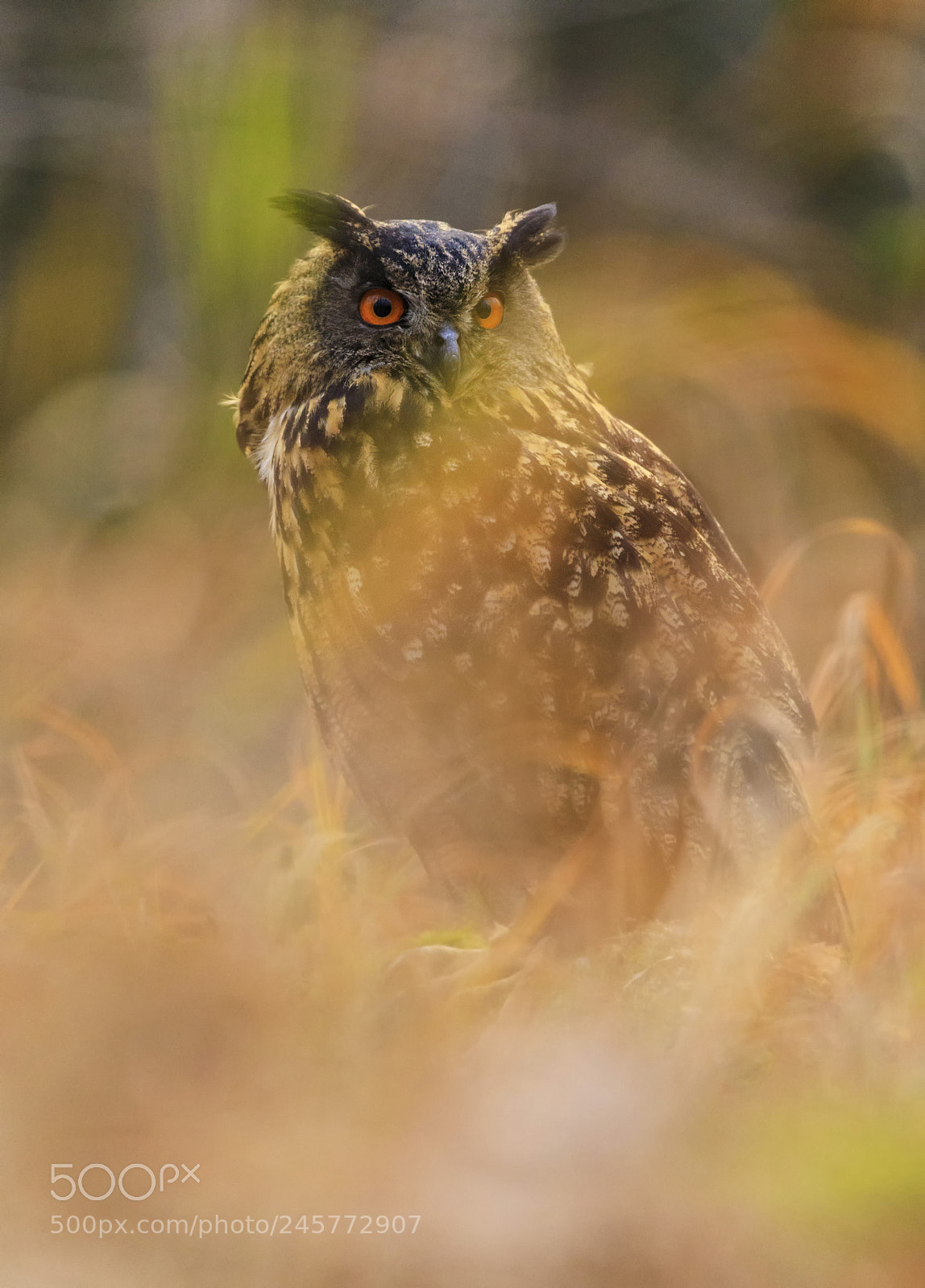 Canon EOS 5D Mark IV sample photo. Eagle owl sitting in photography