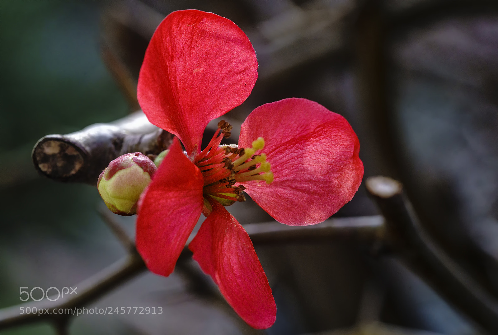 Sony a7R II sample photo. Spring came... photography