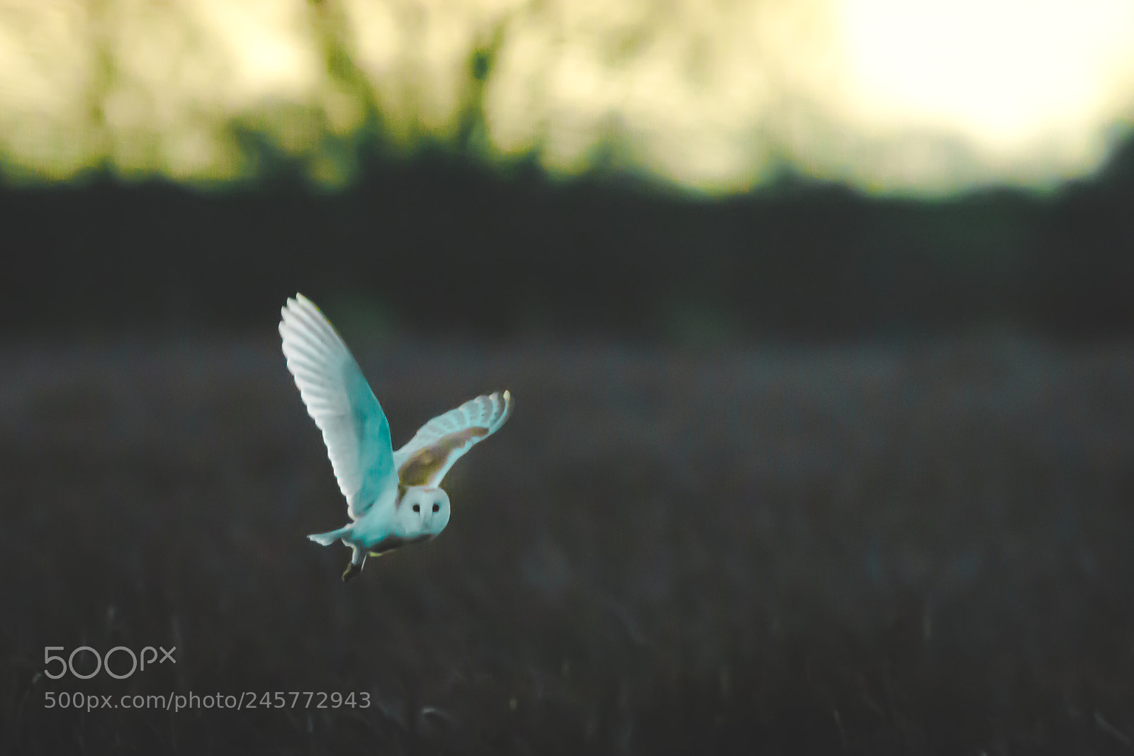 Nikon D7200 sample photo. Untitled photography