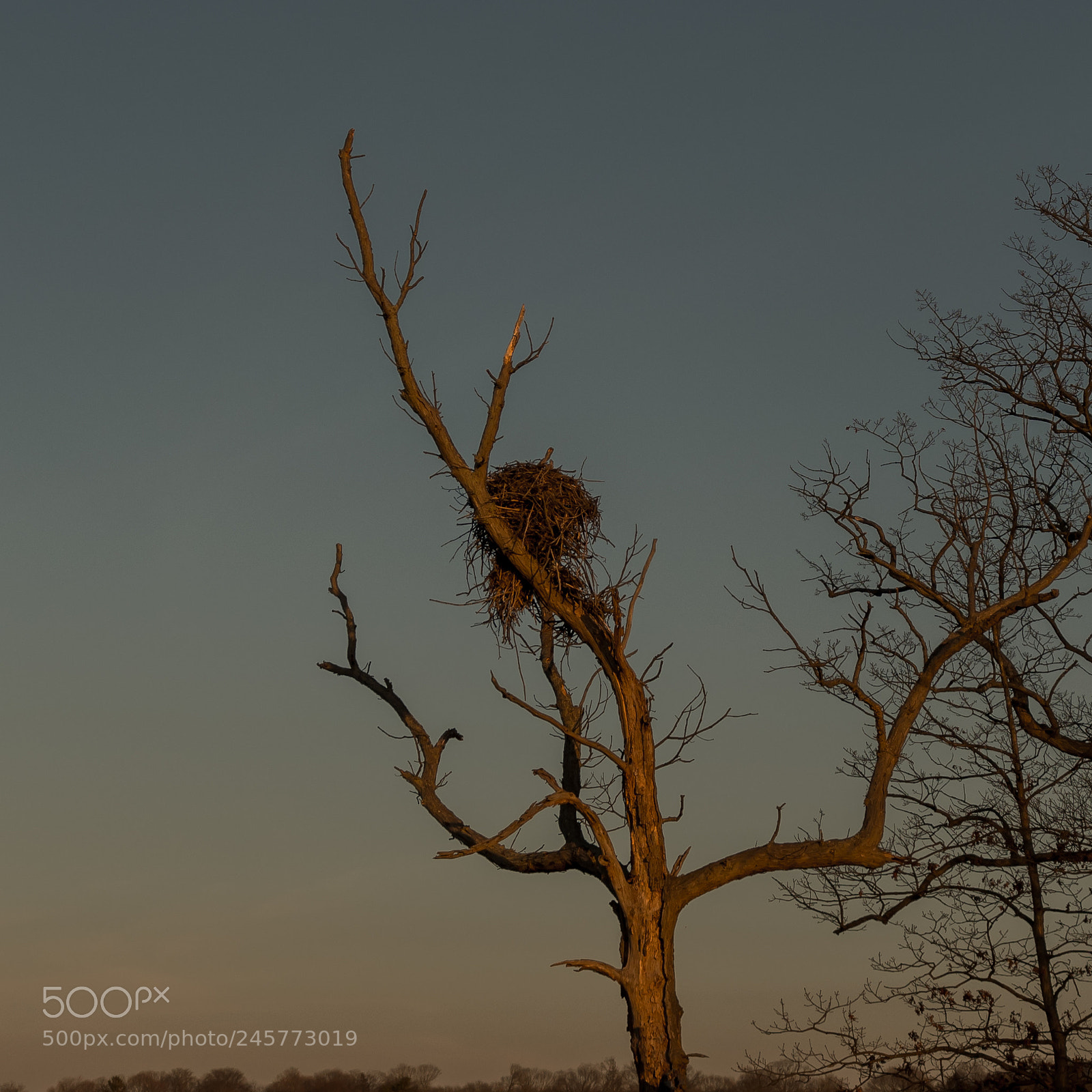 Nikon D500 sample photo. Sunset nest photography
