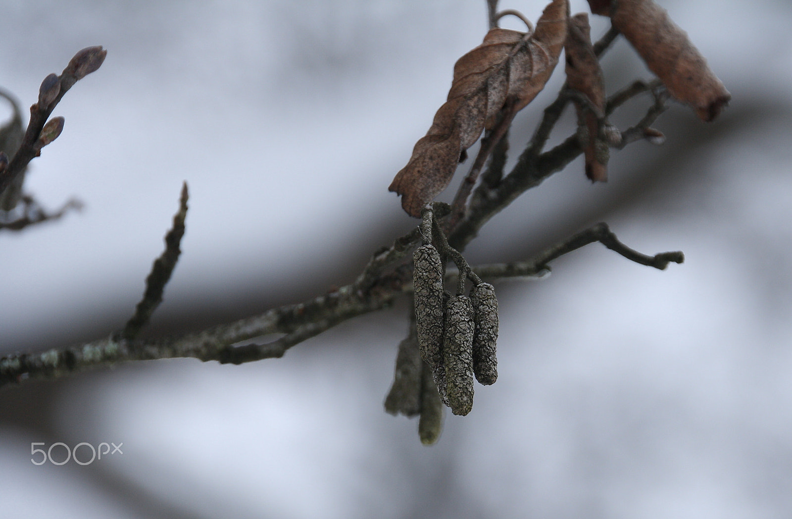 Canon EOS 1000D (EOS Digital Rebel XS / EOS Kiss F) sample photo. Earrings alder photography