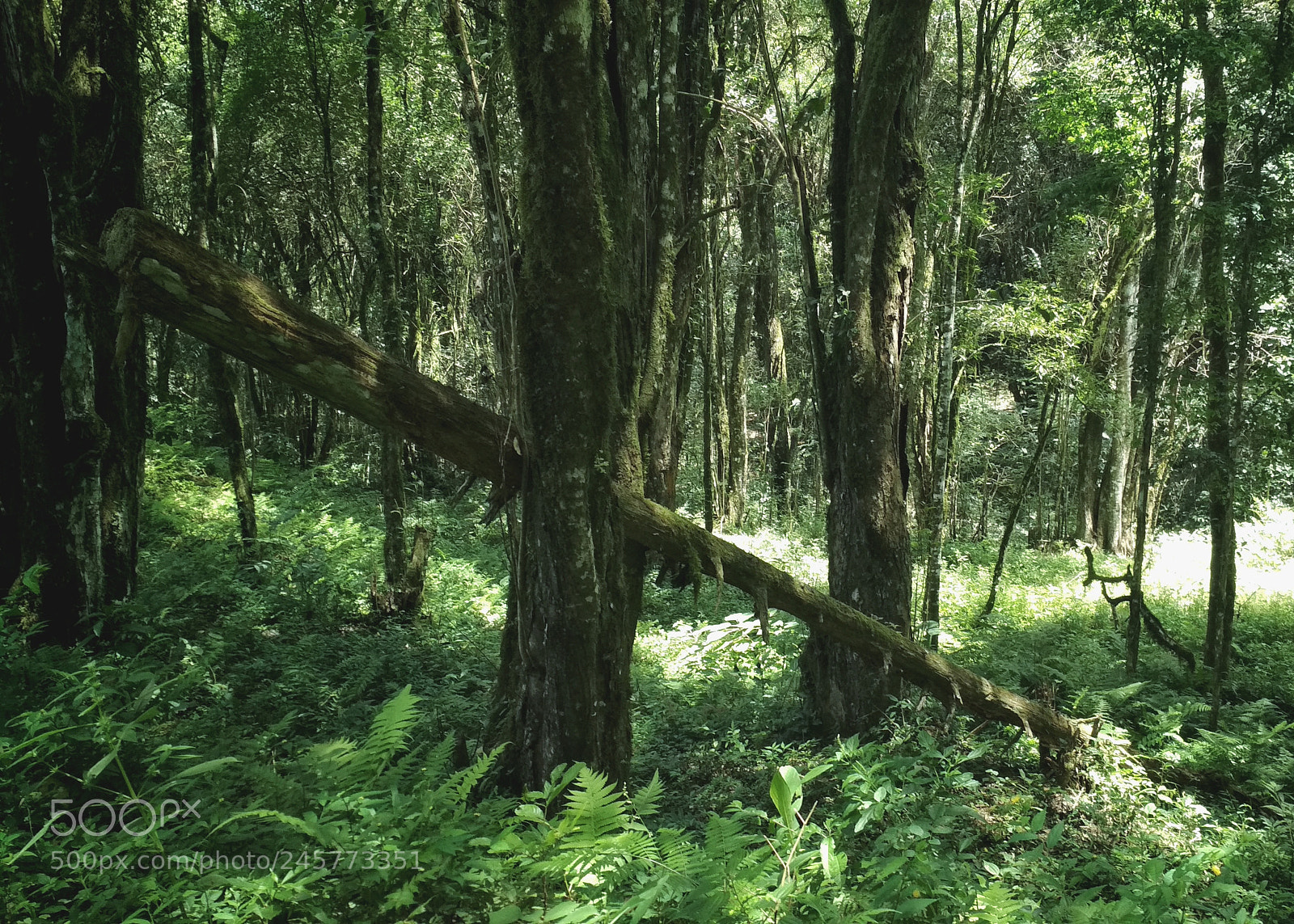 Xiaomi Redmi 4X sample photo. A beautiful forest photography