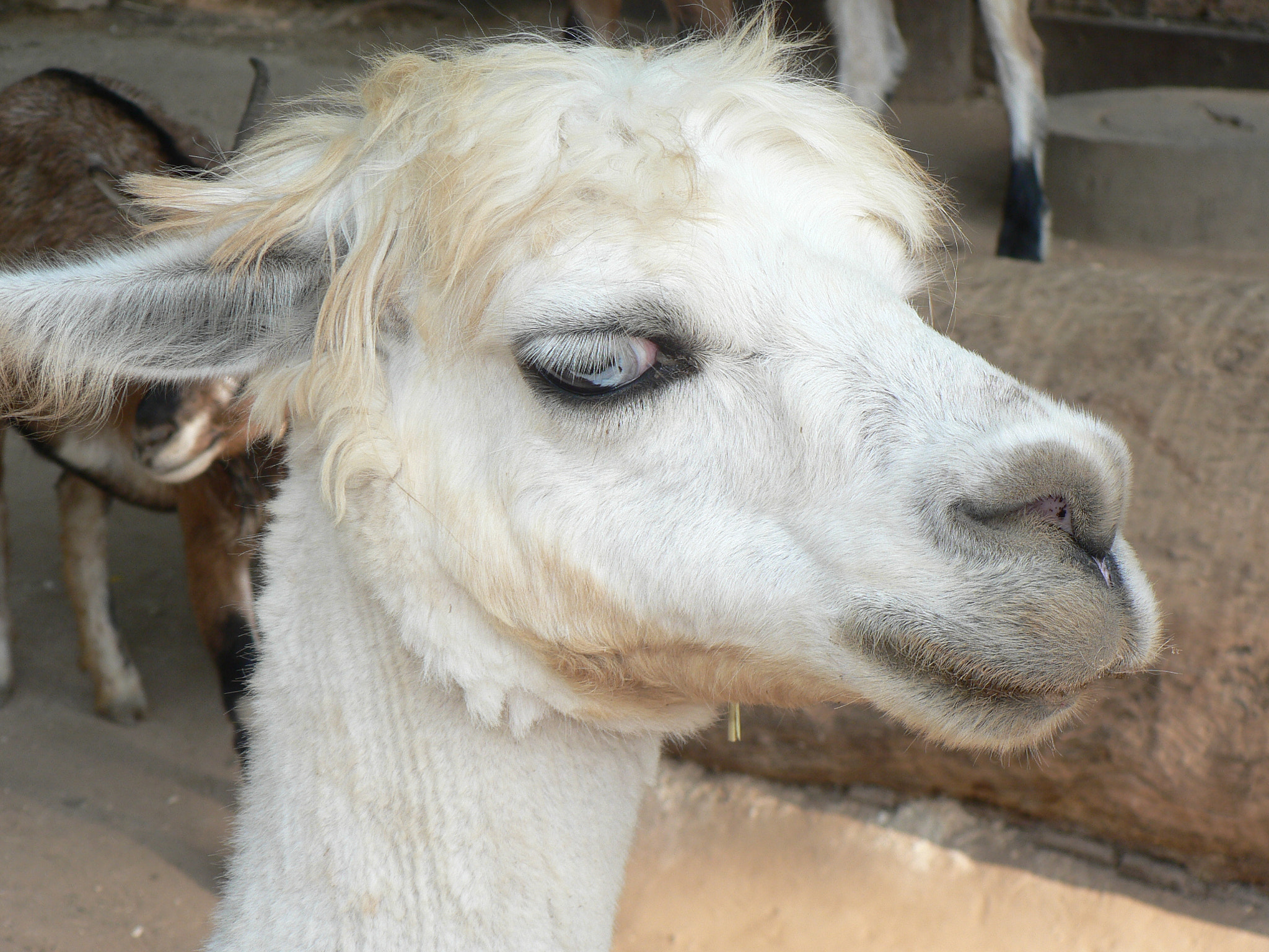 Panasonic DMC-FZ5 sample photo. Alpaca photography