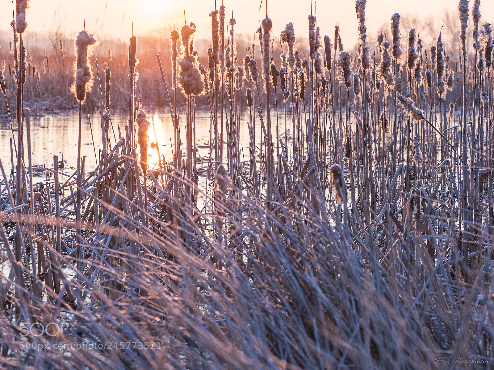Olympus OM-D E-M1 Mark II sample photo. Frozen morning ii photography