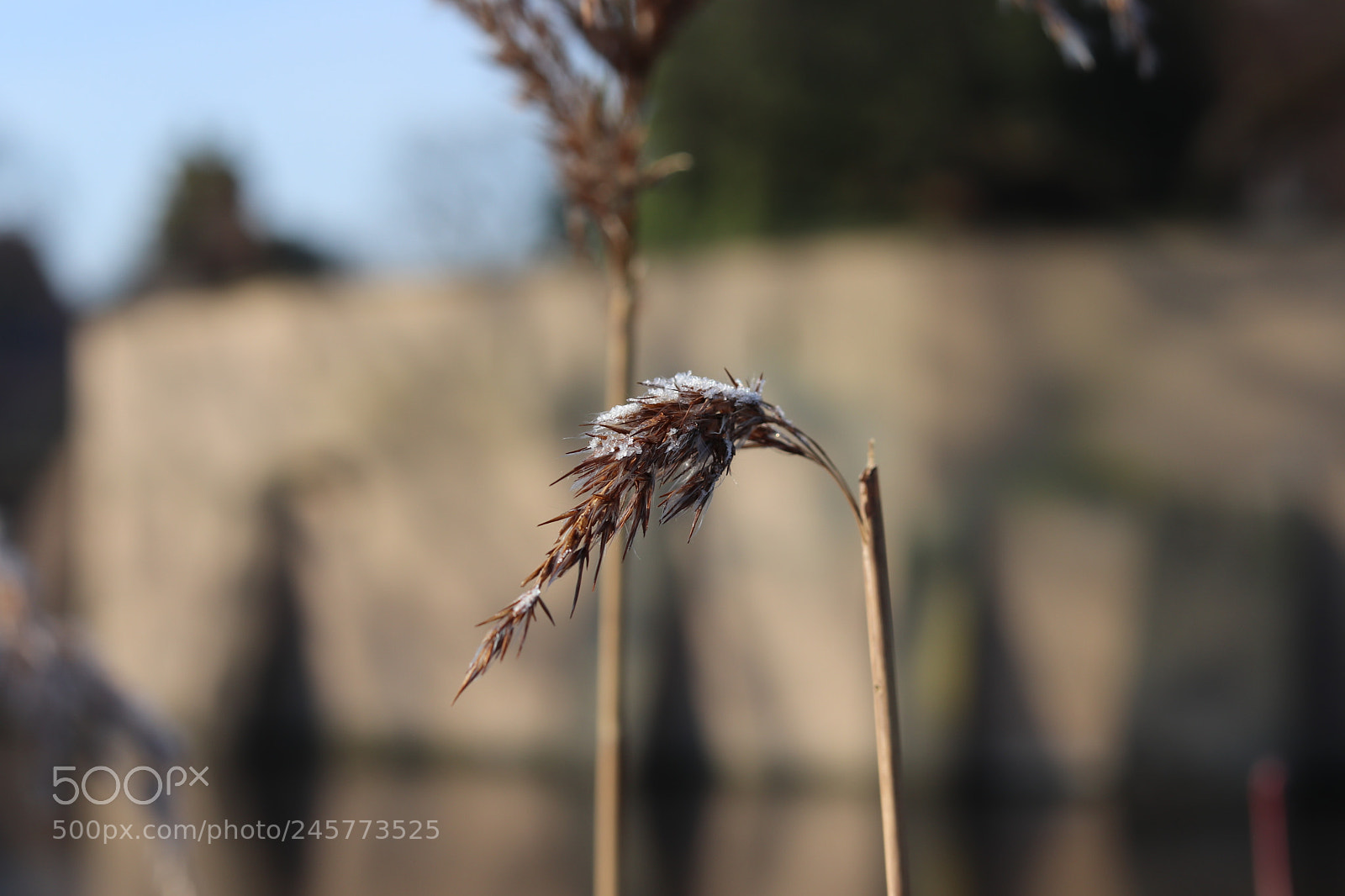 Canon EOS 200D (EOS Rebel SL2 / EOS Kiss X9) + Canon EF 50mm F1.8 STM sample photo. Winter in gemen photography