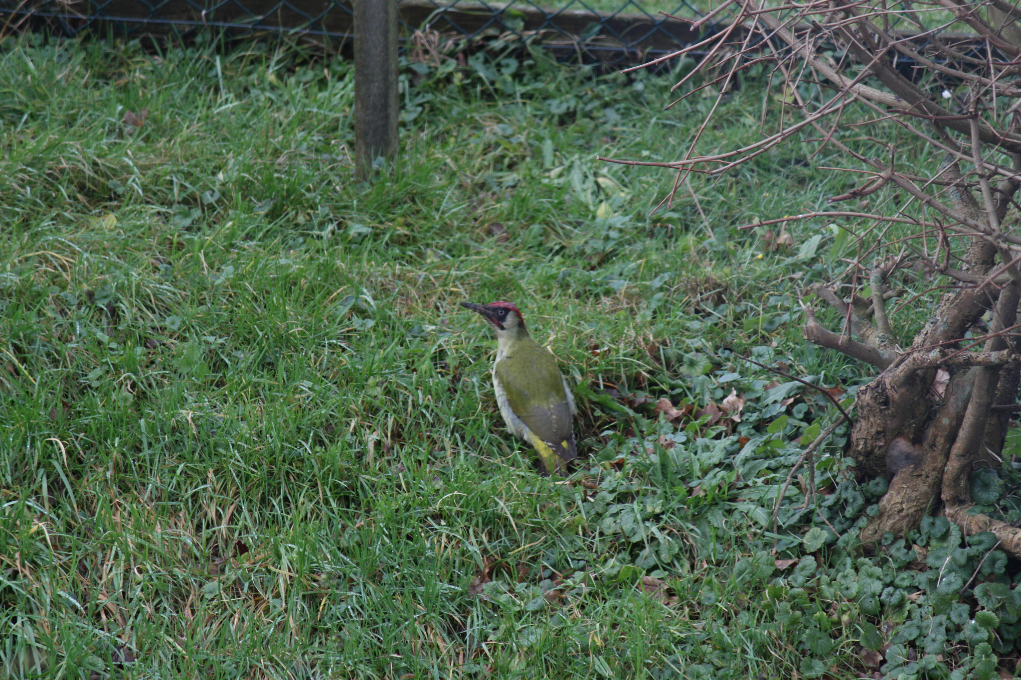 Canon EF-S 55-250mm F4-5.6 IS sample photo. Groene specht photography