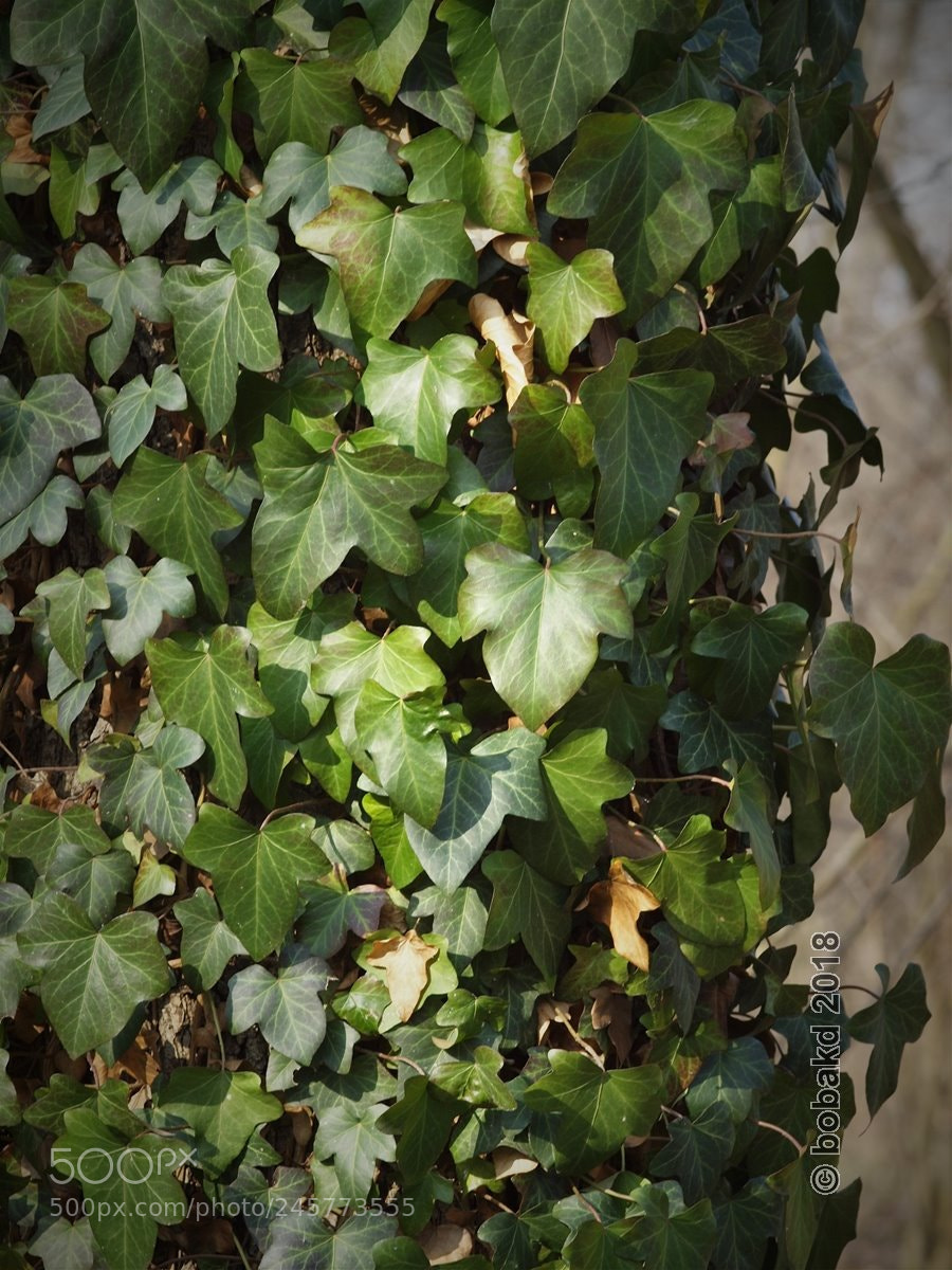 Olympus E-620 (EVOLT E-620) sample photo. Hedera photography