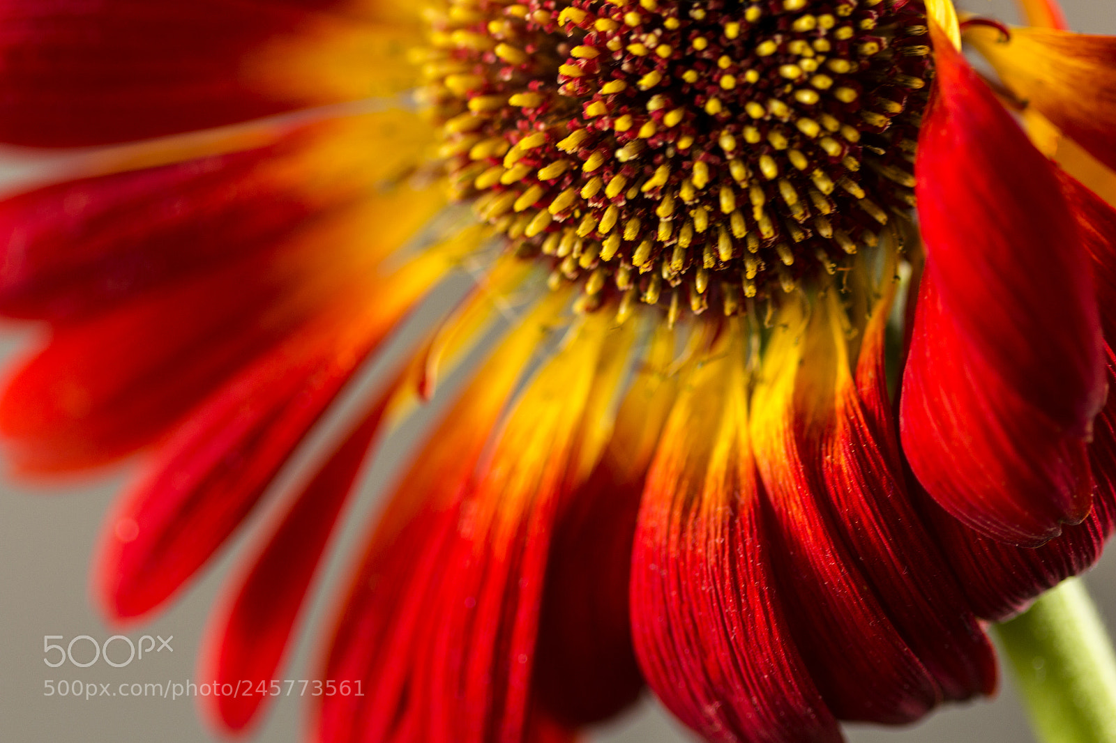 Canon EOS 700D (EOS Rebel T5i / EOS Kiss X7i) sample photo. Gerbera photography