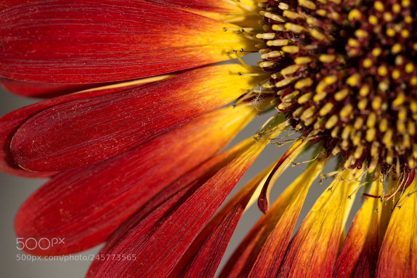 Canon EOS 700D (EOS Rebel T5i / EOS Kiss X7i) sample photo. Gerbera photography