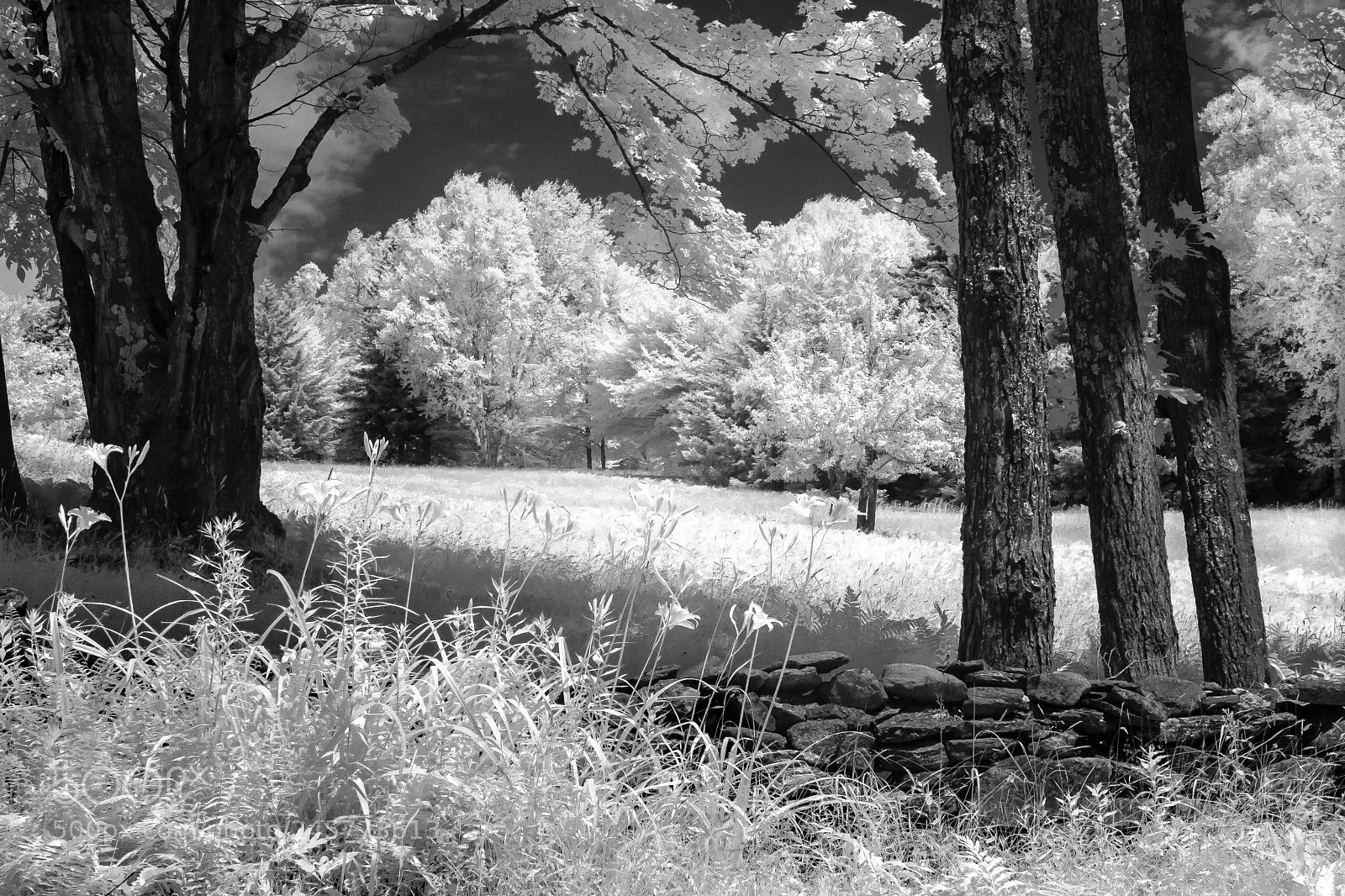 Canon EOS 400D (EOS Digital Rebel XTi / EOS Kiss Digital X) sample photo. Forest field with stone photography