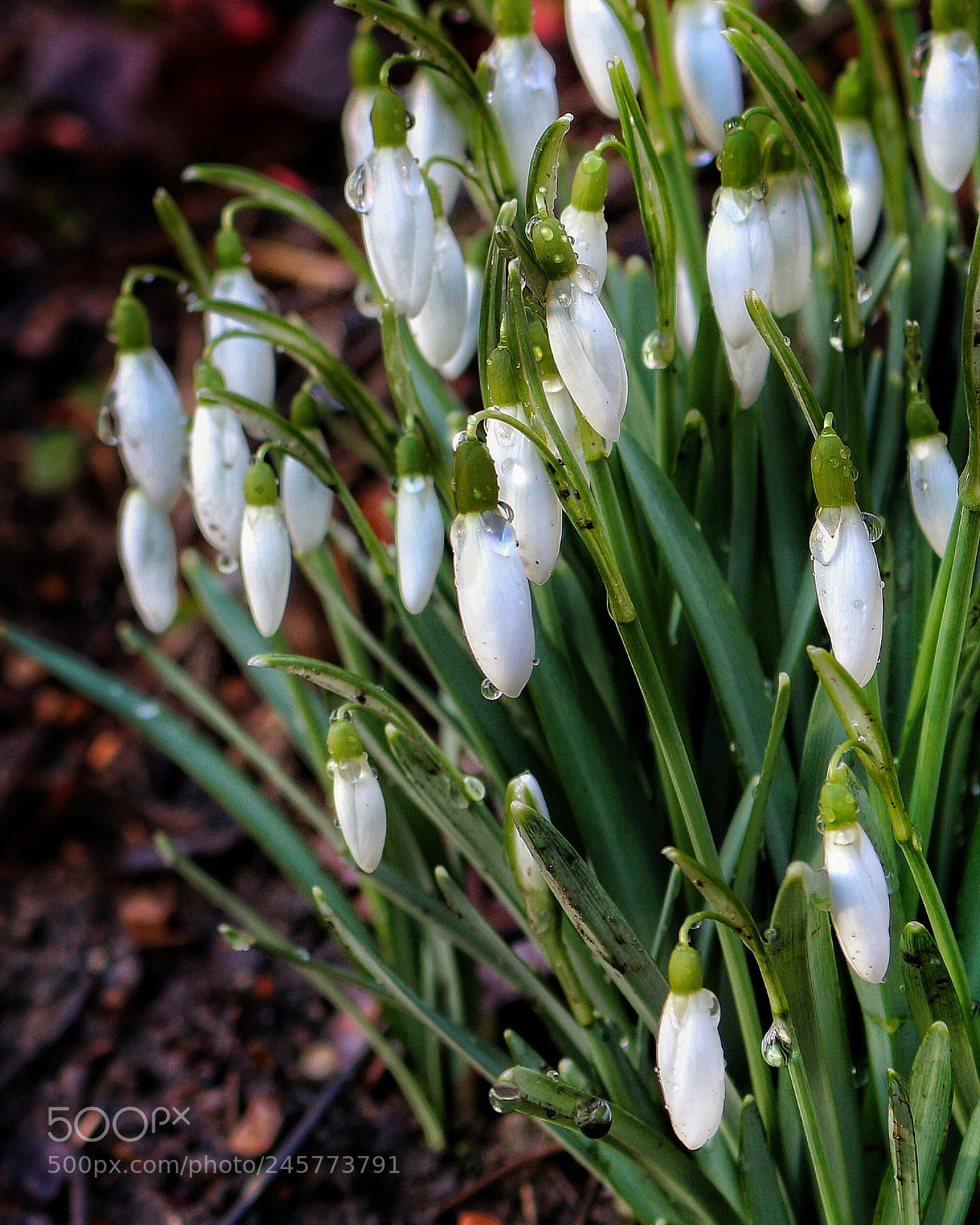 Canon EOS 700D (EOS Rebel T5i / EOS Kiss X7i) sample photo. Spring flowers photography