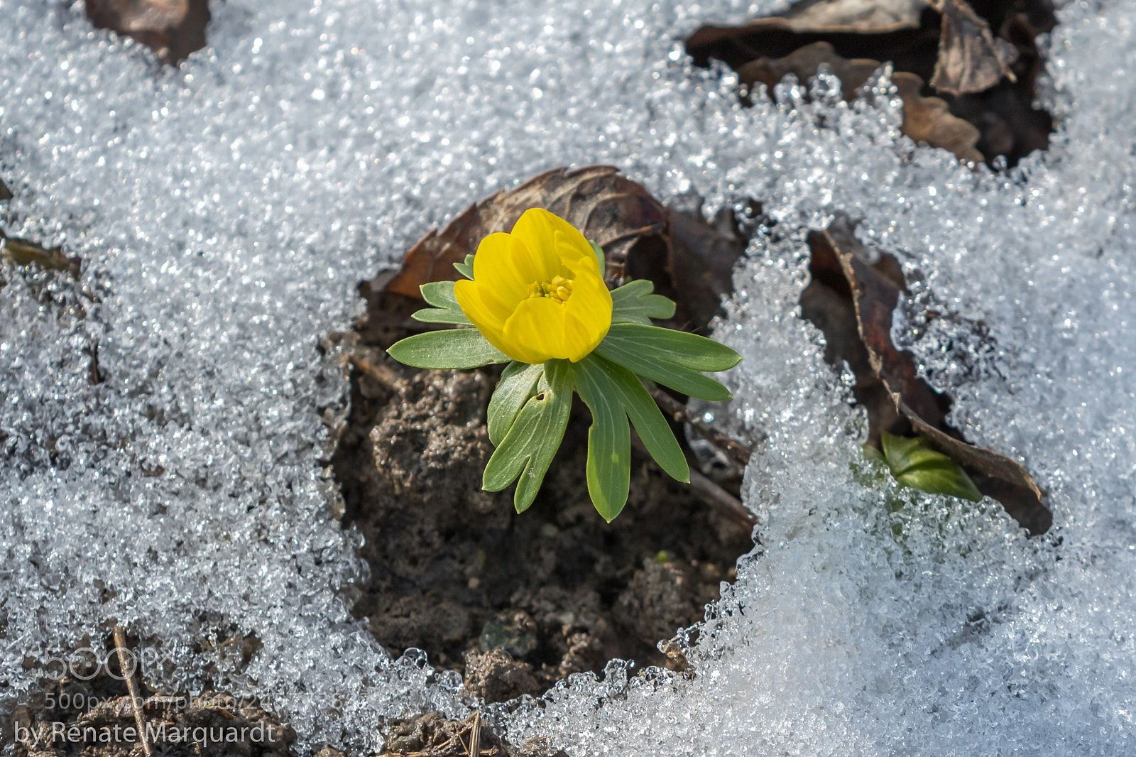 Canon EOS 7D Mark II sample photo. Winterling (eranthis hyemalis) photography