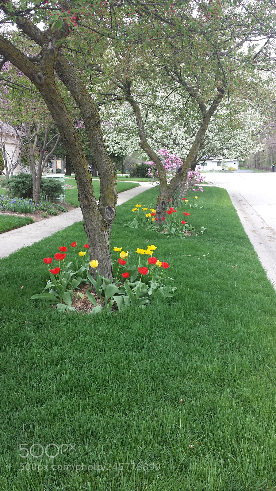 Samsung Galaxy S4 sample photo. Tulip street photography