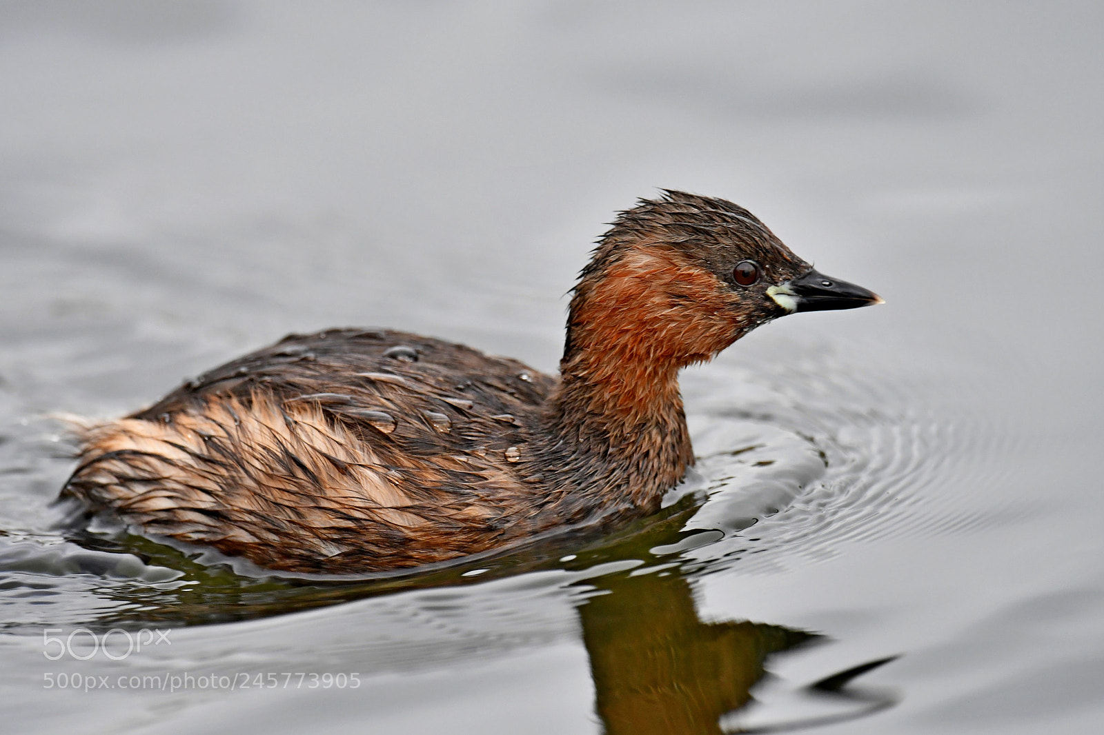 Nikon D500 sample photo. Little grebe photography