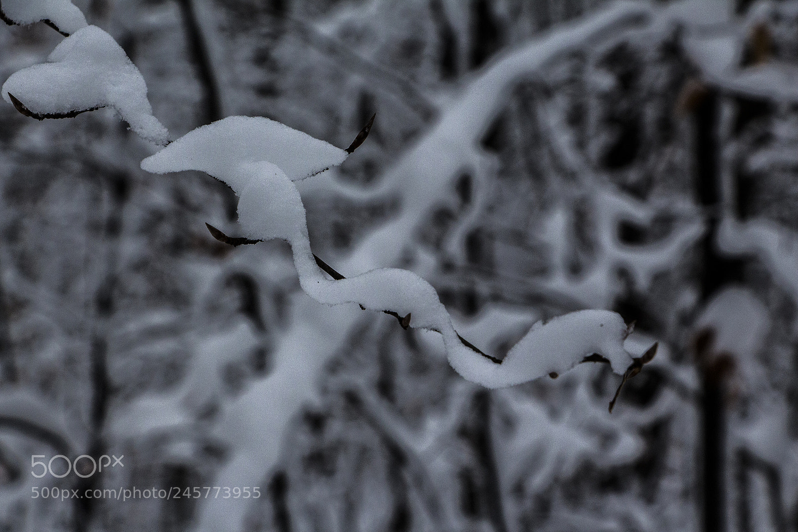 Canon EOS 700D (EOS Rebel T5i / EOS Kiss X7i) sample photo. Snow snake photography