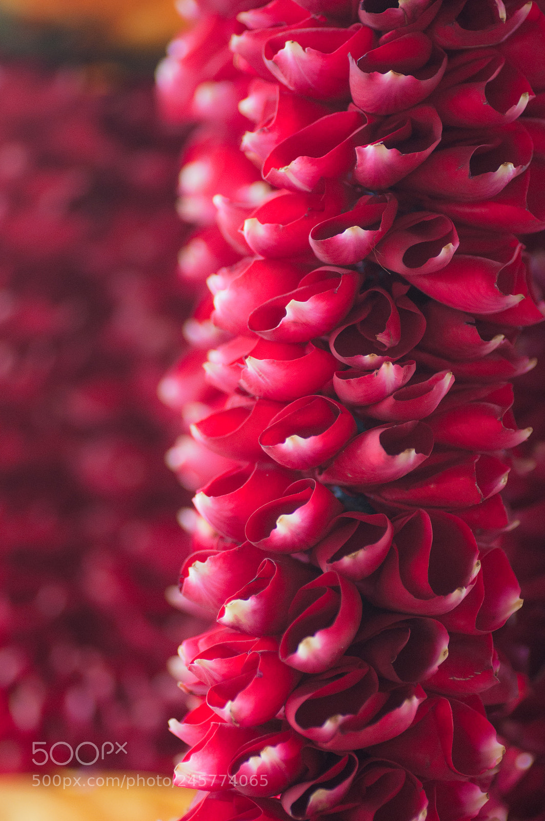 Nikon D90 sample photo. Rose petal garland photography