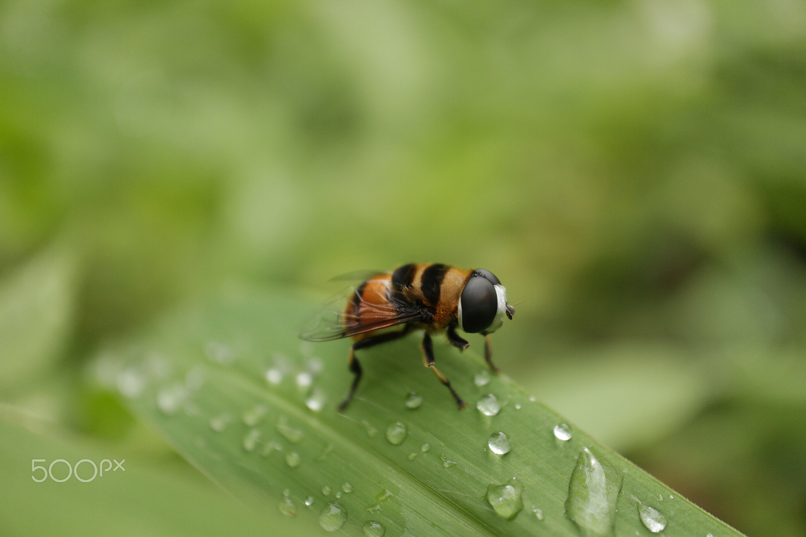 Canon EOS M + Canon EF-M 28mm F3.5 Macro IS STM sample photo. Alone bumblebee photography