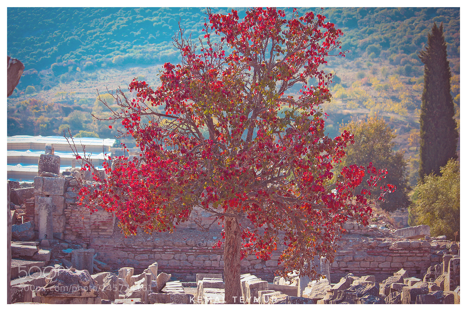 Canon EOS 700D (EOS Rebel T5i / EOS Kiss X7i) sample photo. Red tree photography