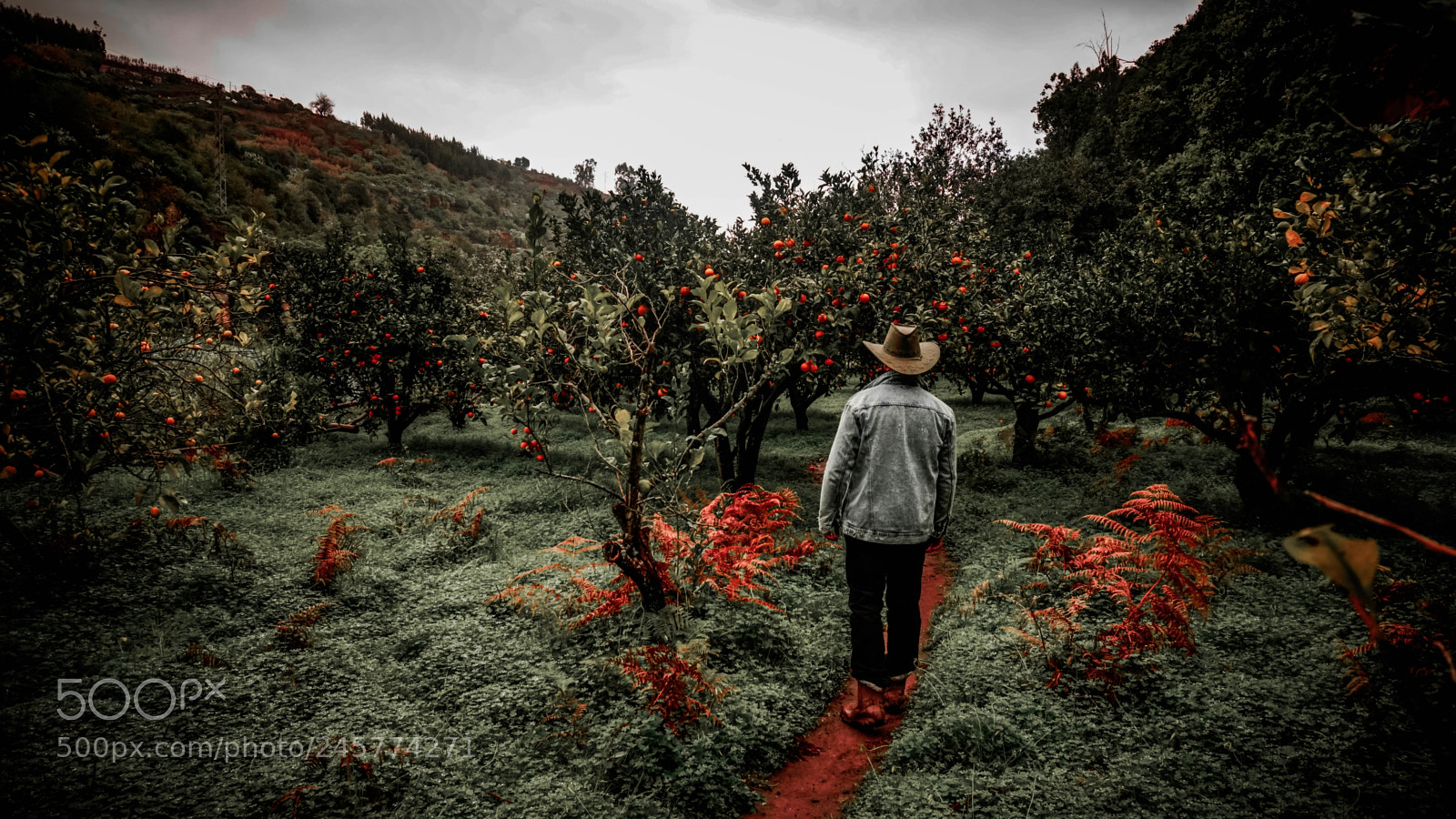 Sony a6300 sample photo. Black forest photography