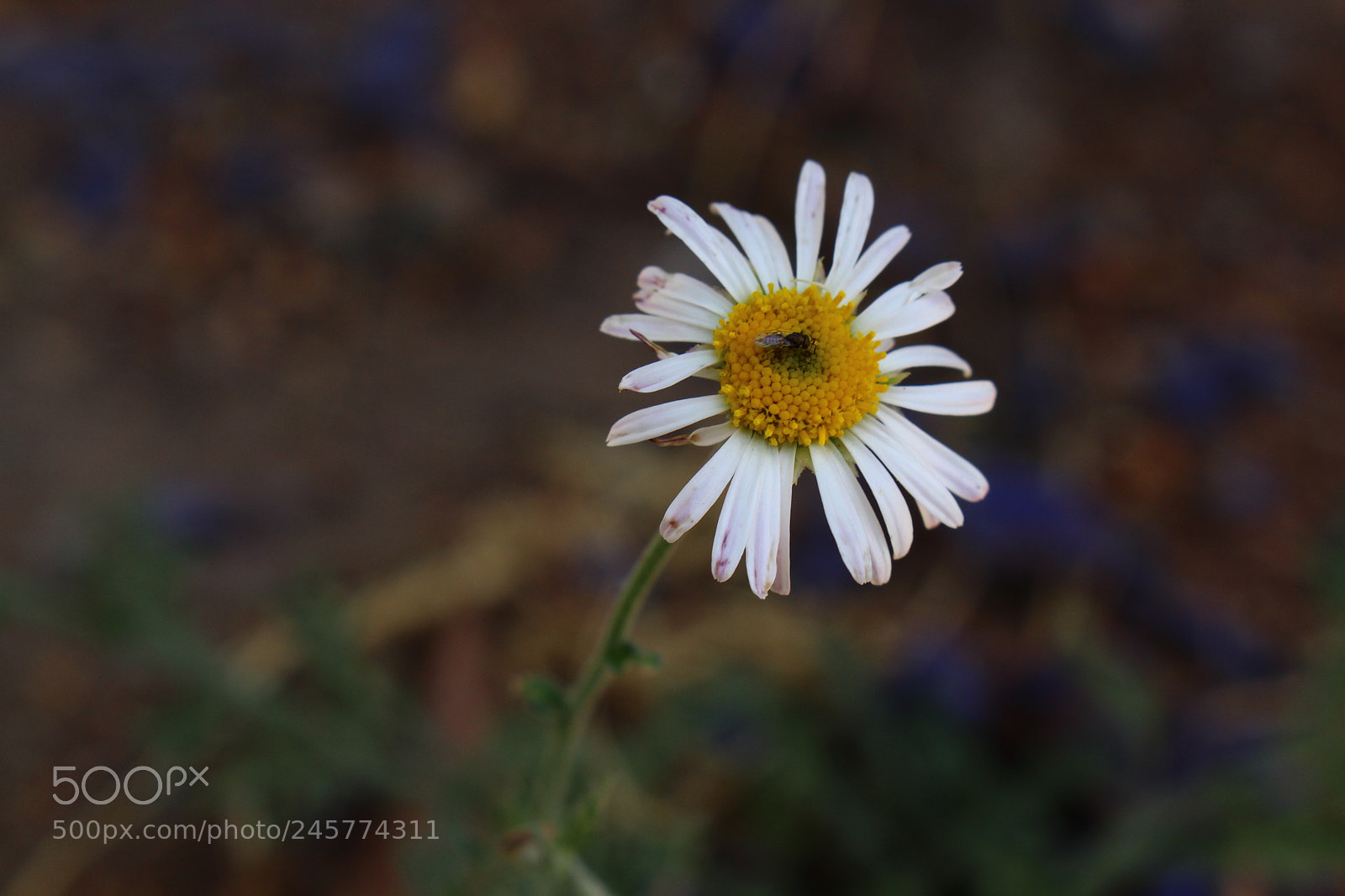 Canon EOS 700D (EOS Rebel T5i / EOS Kiss X7i) sample photo. Posando photography