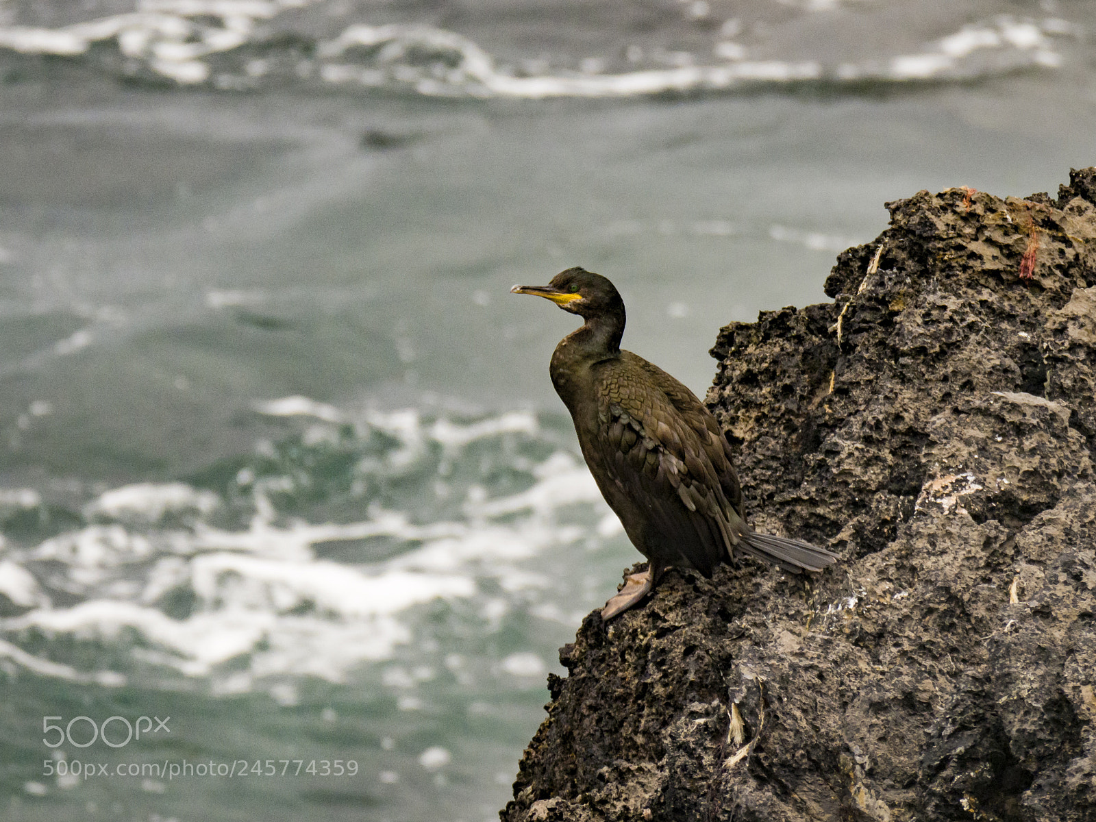 Olympus OM-D E-M1 Mark II sample photo. Cormoran moñudo photography