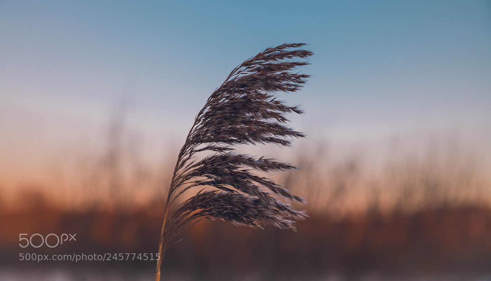 Nikon D850 sample photo. Blowing in the wind photography