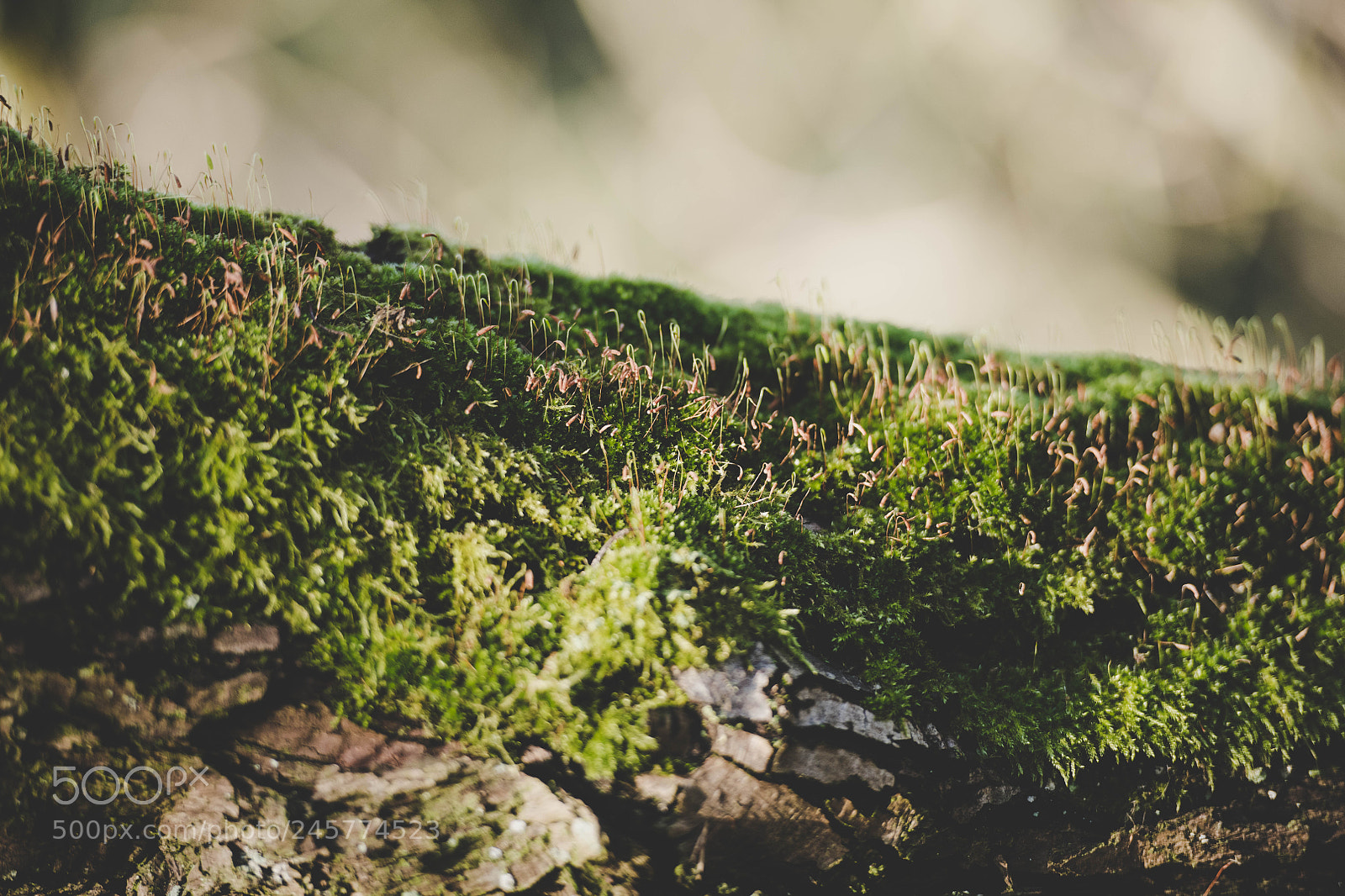 Nikon D850 sample photo. Moss photography