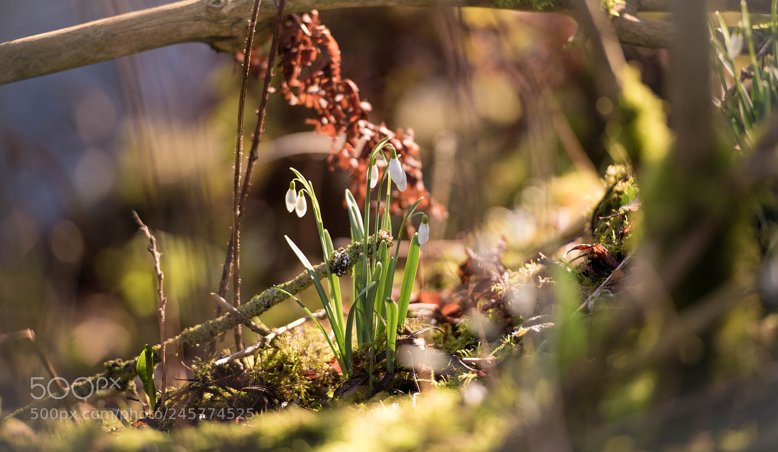 Nikon D850 sample photo. Snow drops in the photography