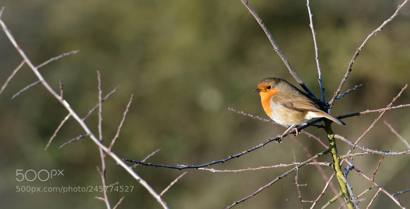 Nikon D850 sample photo. Hello mr robin photography