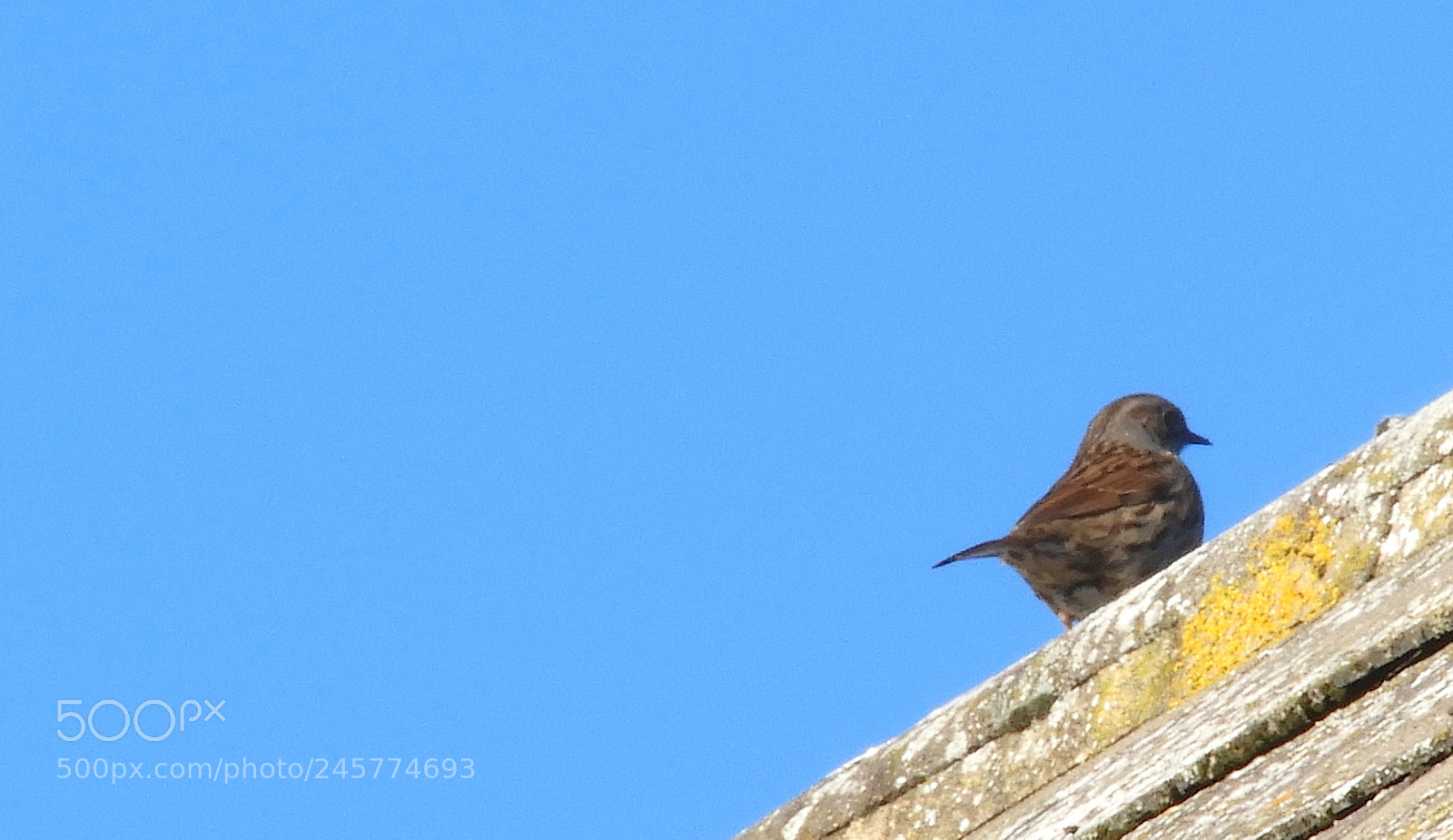 Nikon Coolpix B700 sample photo. Dunnock on the roof photography