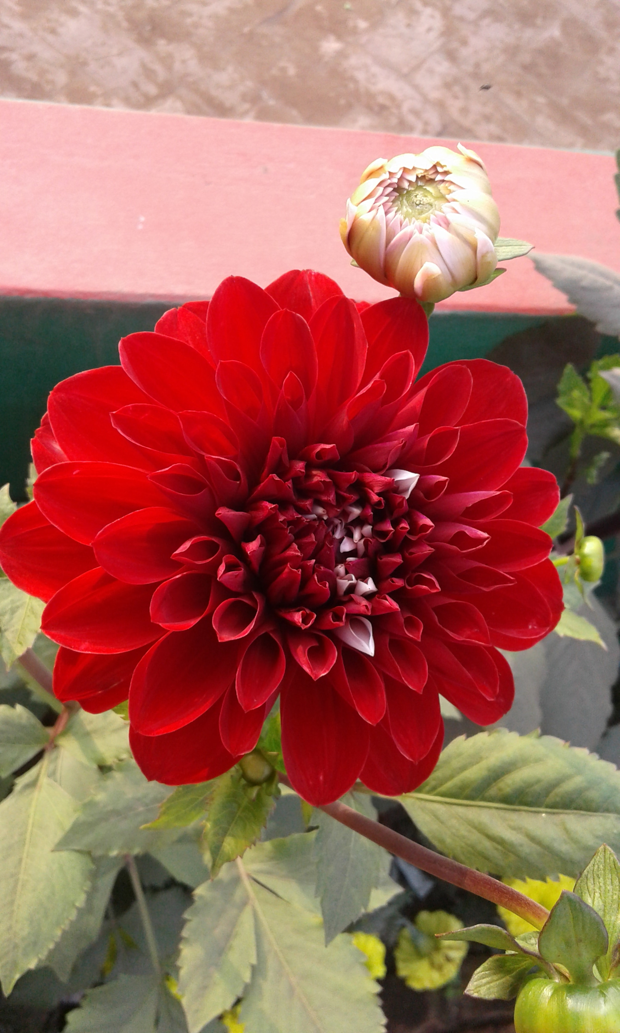 Samsung Galaxy J1 Ace sample photo