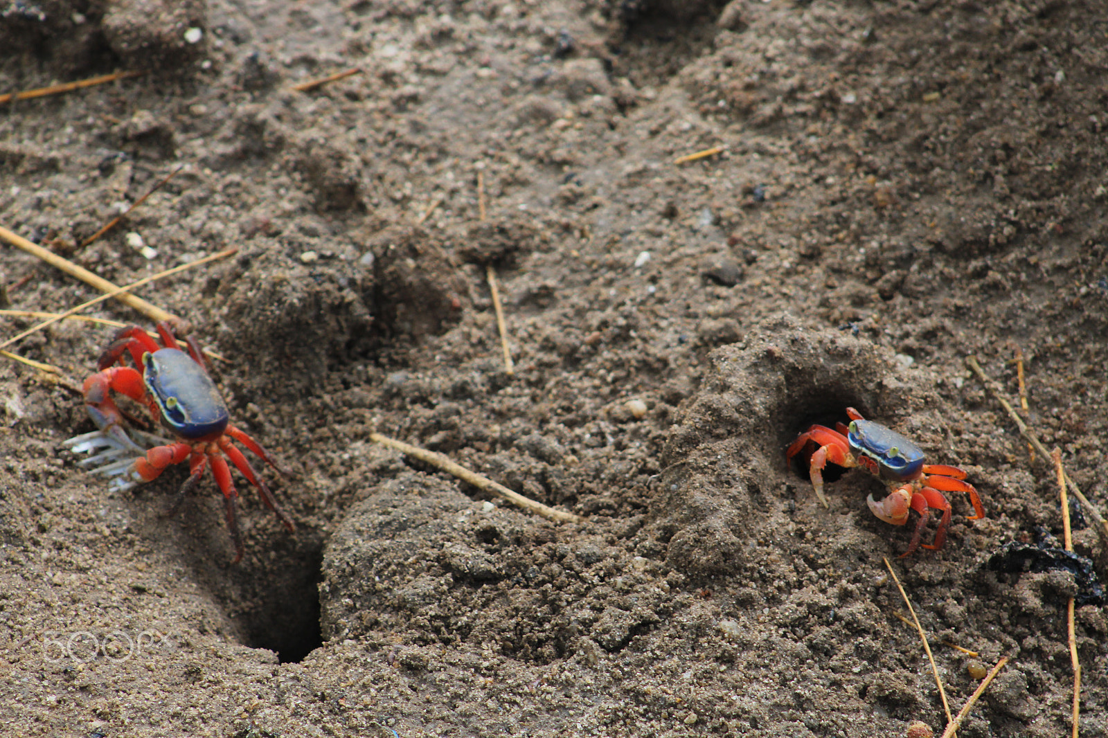 Canon EOS 1300D (EOS Rebel T6 / EOS Kiss X80) + EF75-300mm f/4-5.6 sample photo. Red footed fidller crabs photography