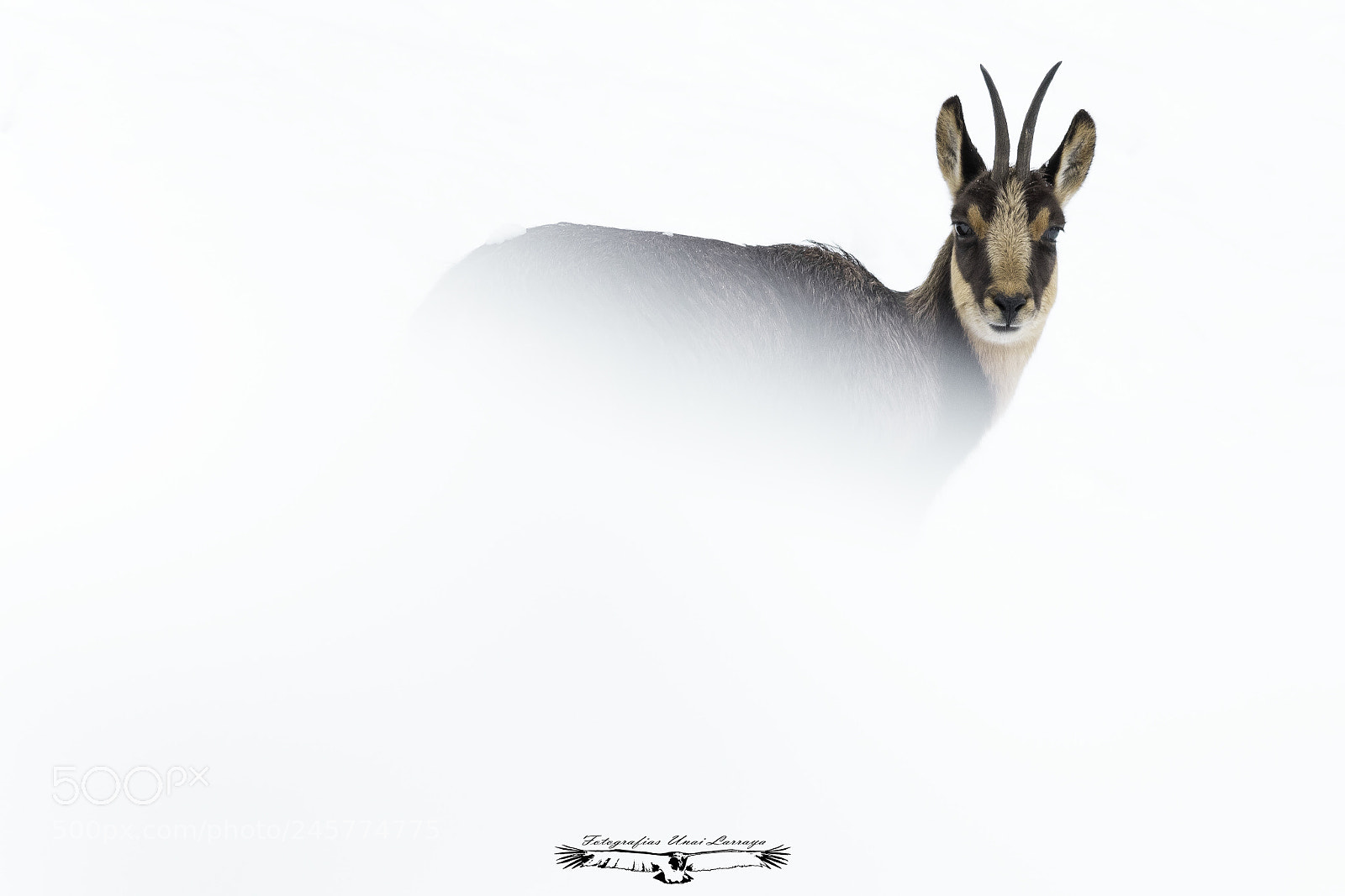Canon EOS 7D Mark II sample photo. Chamois - rupicapra rupicapra photography