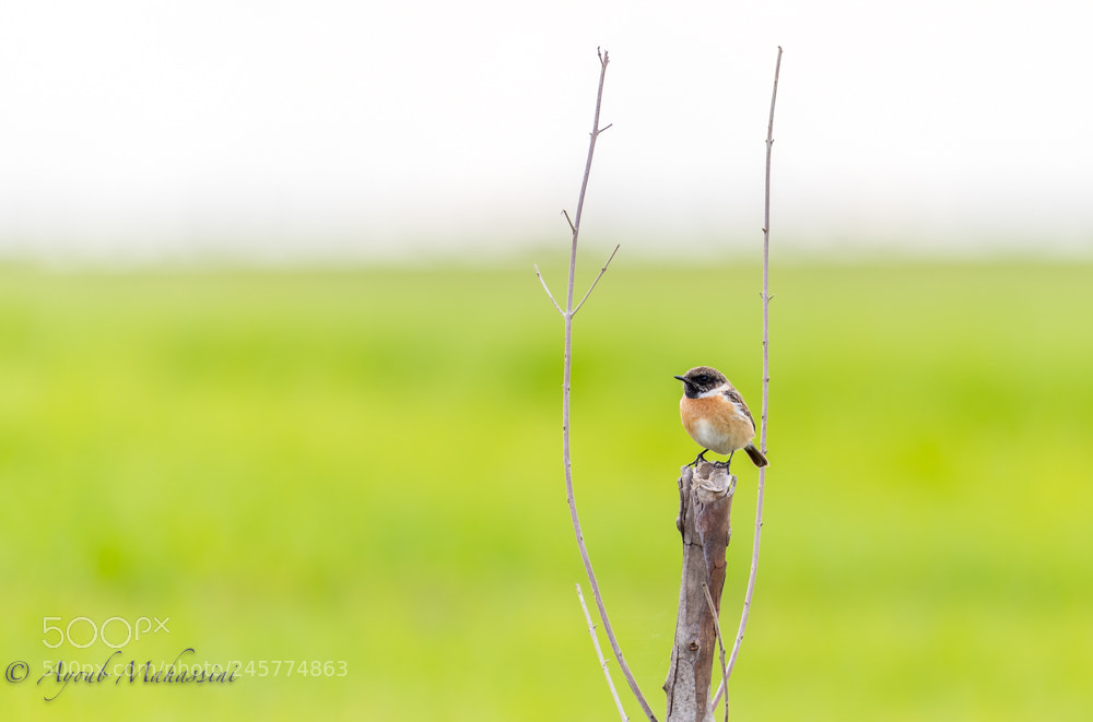 Nikon D5 sample photo. Birds photography