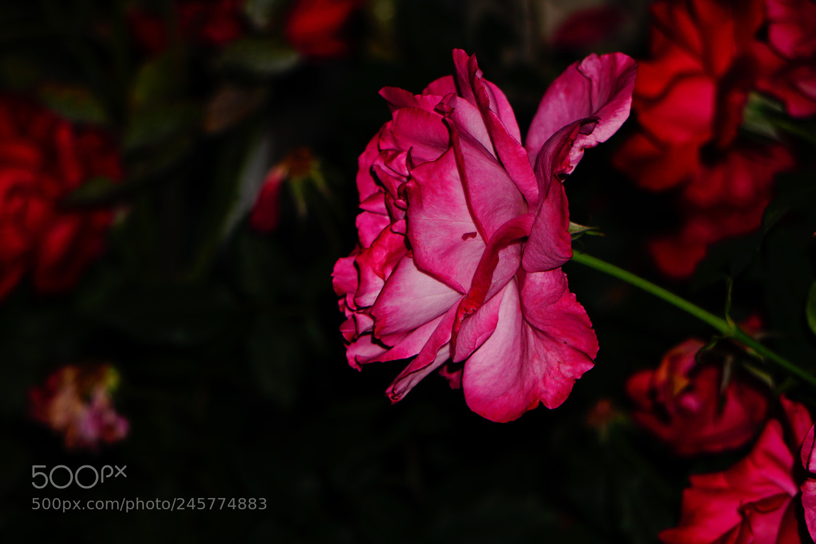 Sony a6300 sample photo. Rose petals photography