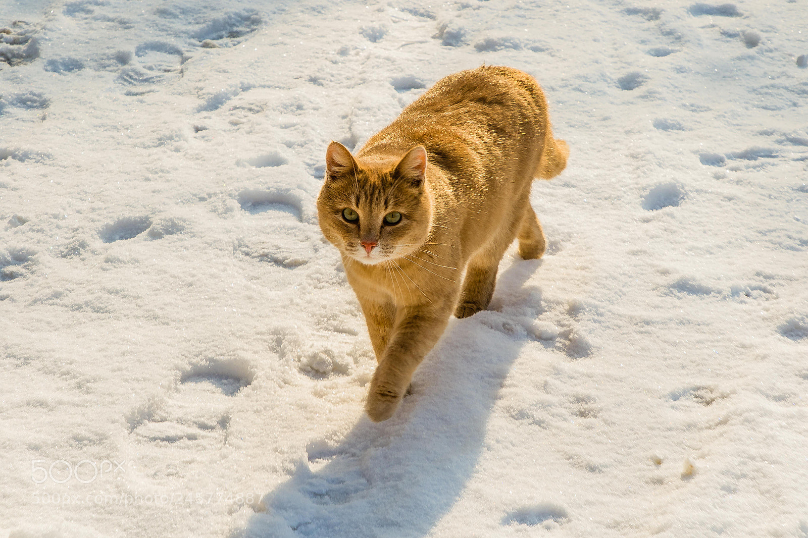 Canon EOS 7D Mark II sample photo. Солнечный кот photography