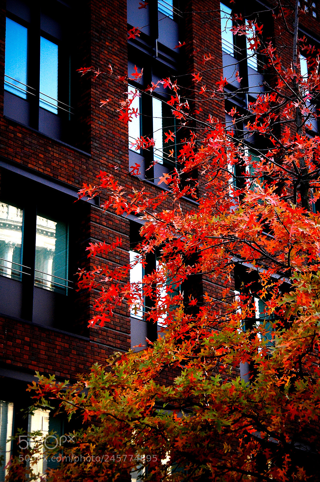 Nikon D70s sample photo. Urban autumn photography