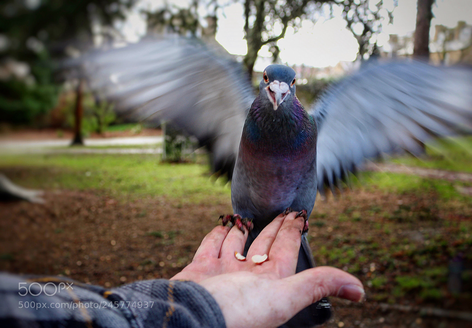 Canon EOS 700D (EOS Rebel T5i / EOS Kiss X7i) sample photo. Feed the birds photography