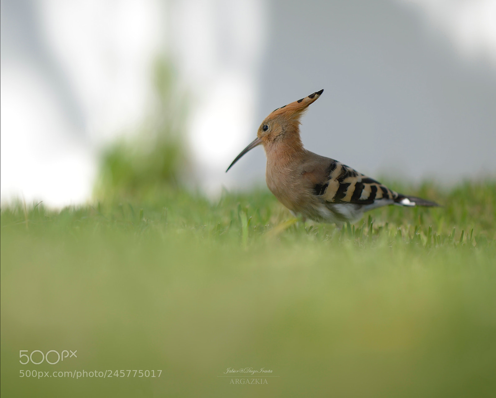 Nikon D4 sample photo. The canary island hoopoe. photography