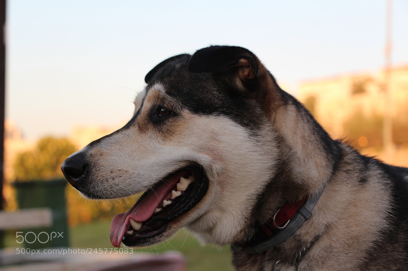 Canon EOS 650D (EOS Rebel T4i / EOS Kiss X6i) sample photo. Sibirian husky profile face photography