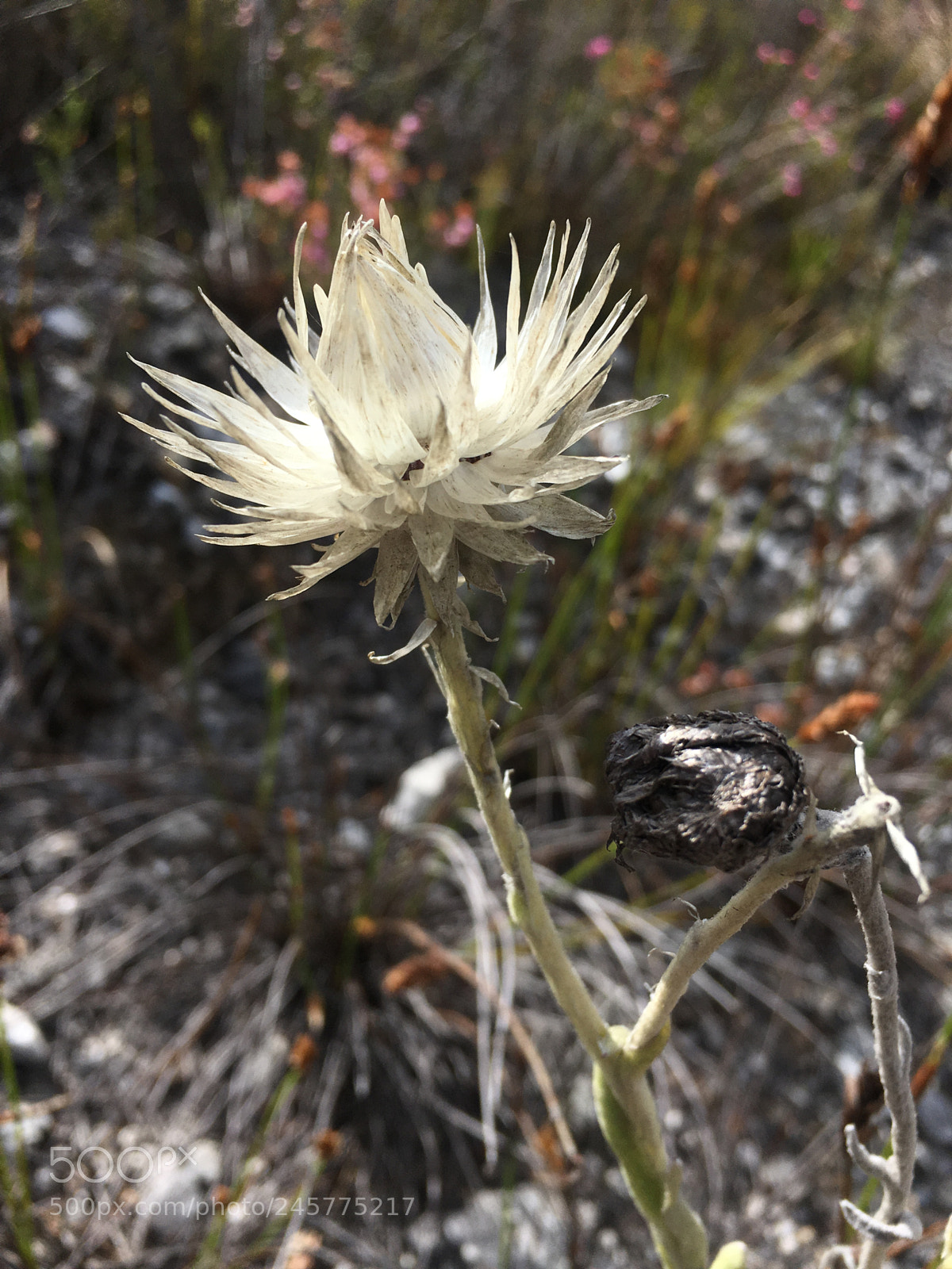Apple iPhone 6s sample photo. White and black wildflower photography