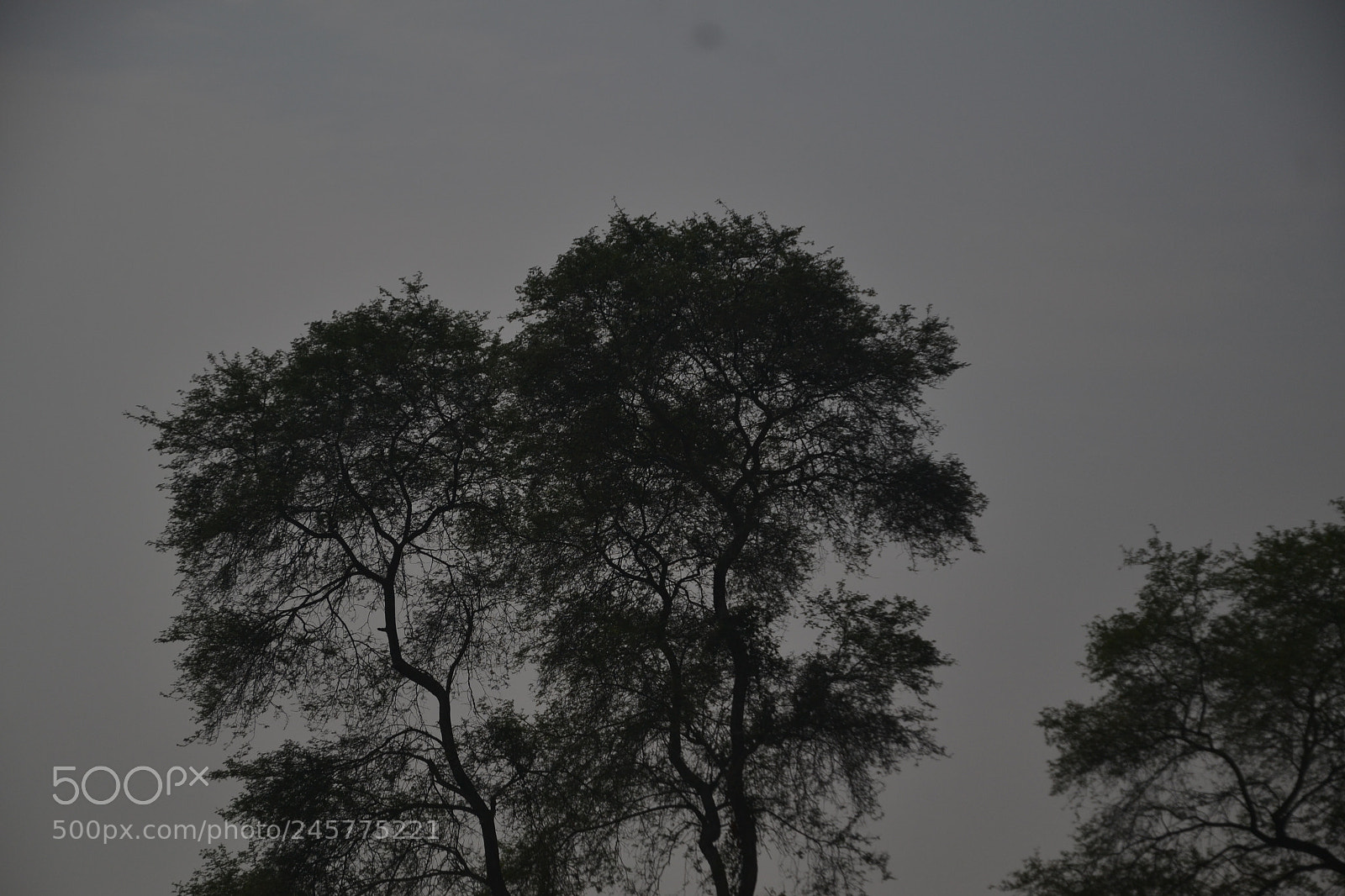 Nikon D3100 sample photo. Untitled photography