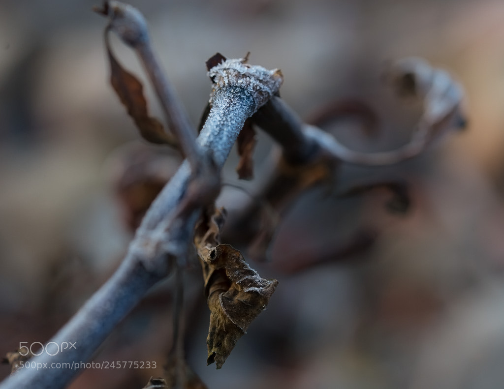 Sony a7 II sample photo. The mussel. photography
