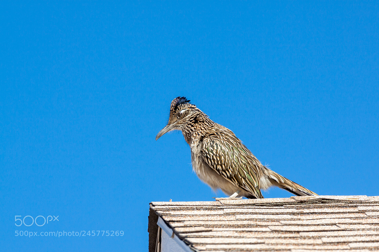 Canon EOS 50D sample photo. Roadrunner on a roof photography