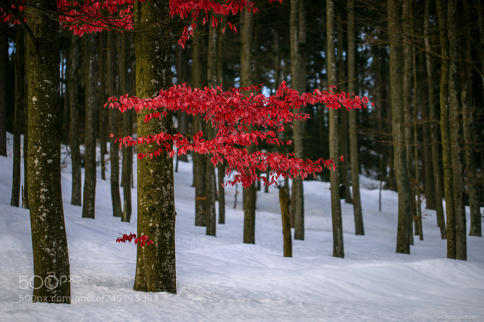 Sony a7 sample photo. Buchenwald mit roten bl photography