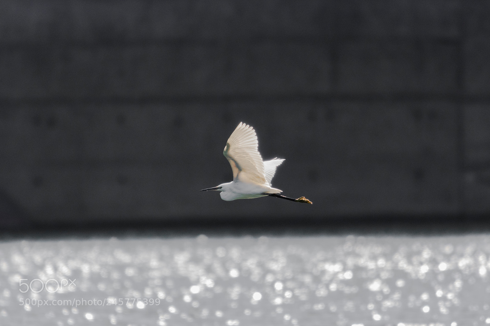 Canon EOS 750D (EOS Rebel T6i / EOS Kiss X8i) sample photo. Egret flying across water photography